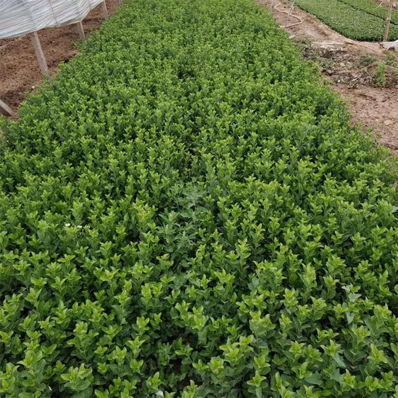 常绿灌木卫矛小苗卫矛自家种植价格低道路绿化苗卫矛