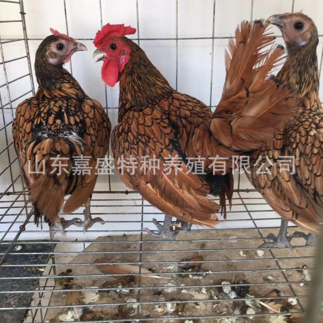 观赏鸡活体 批发动物园元宝鸡 波兰鸡 婆罗门鸡苗 景区用观赏鸡
