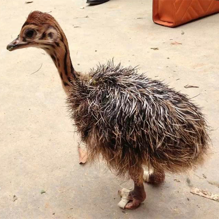 现货出售非洲鸵鸟和澳洲鸸鹋 鸵鸟苗/价格优惠