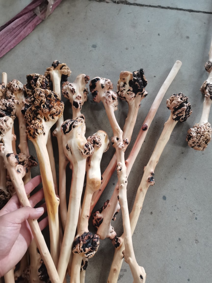 山茶木棍子 崖柏随行健身棍 健身捶木质健身棍子厂家直供