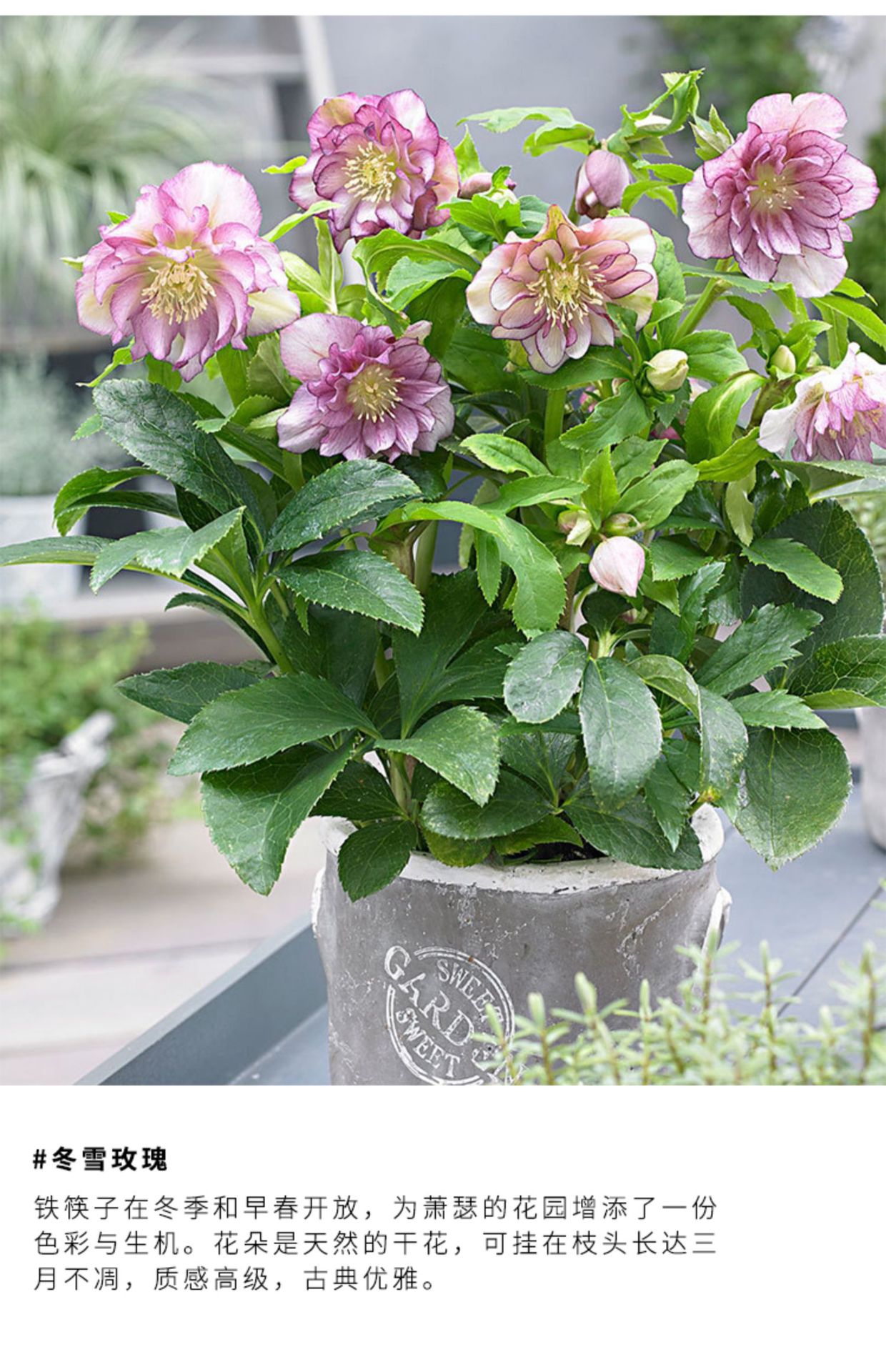 铁筷子圣诞玫瑰盆栽花卉稀有植物阳台庭院观花盆栽