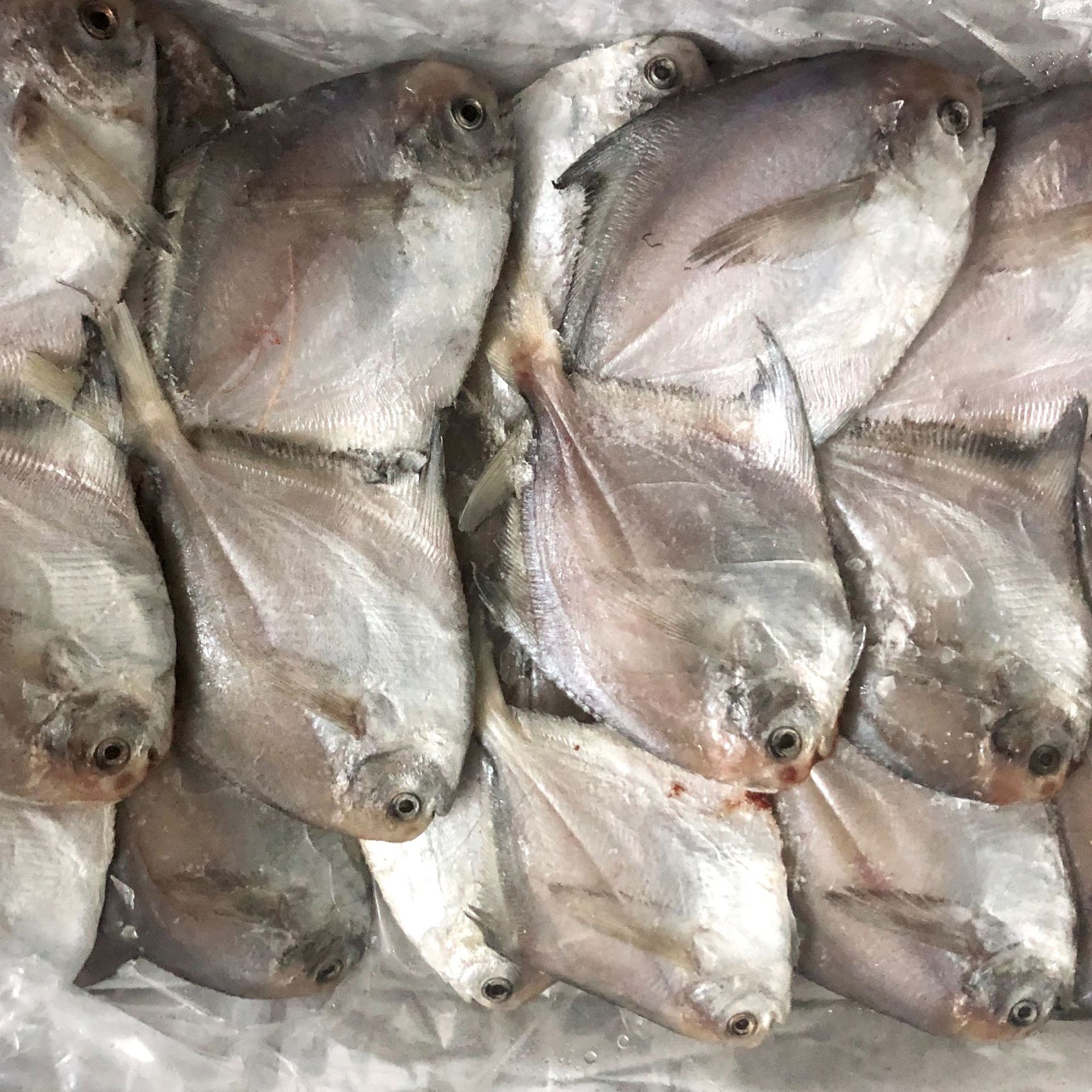 冷冻白鲳鱼 鲳鱼 野生小鲳鱼海鱼新鲜白鲳鲜活冷冻平鱼扁鱼