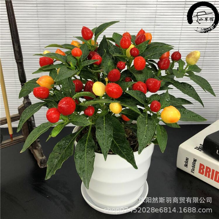 七彩椒盆栽养殖方法图片