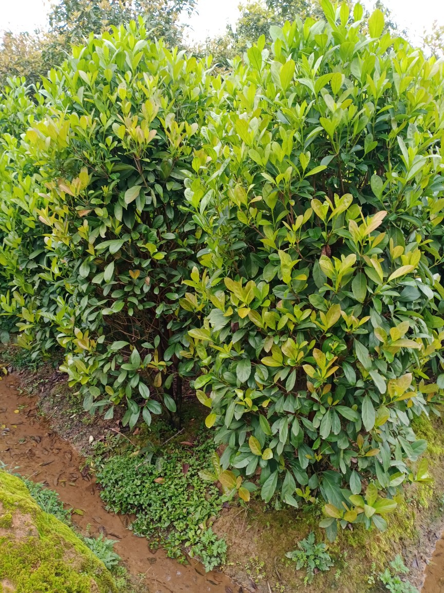 湖南长沙原来绿化苗木法国冬青柱