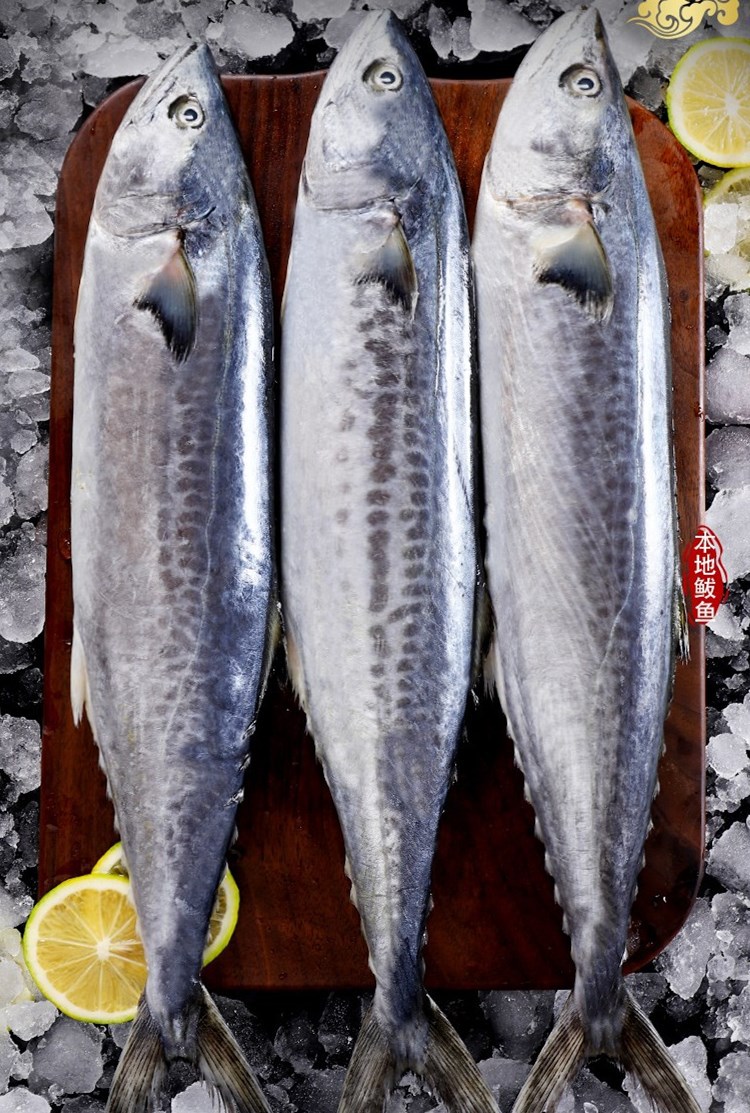 新鲜鲅鱼 马鲛鱼 特大鲅鱼5-12斤 新鲜速冻 威海 特产礼品 海鲜