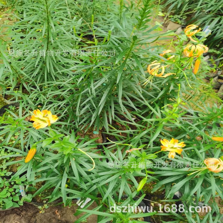 优秀植物 百合属之湖北百合