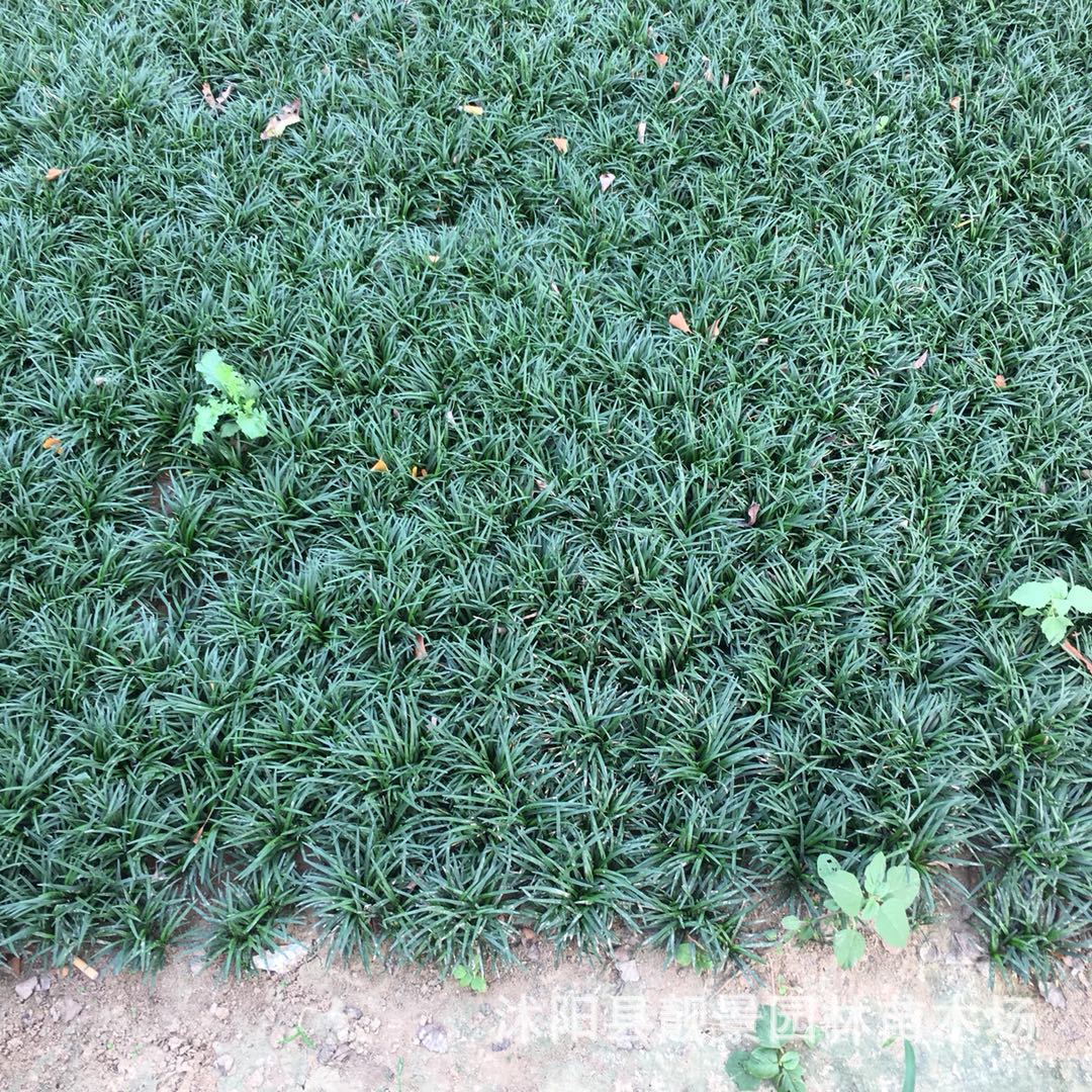 苗圃日本矮麦冬草 矮叶麦冬草图片 庭院别墅绿化地被常青植物