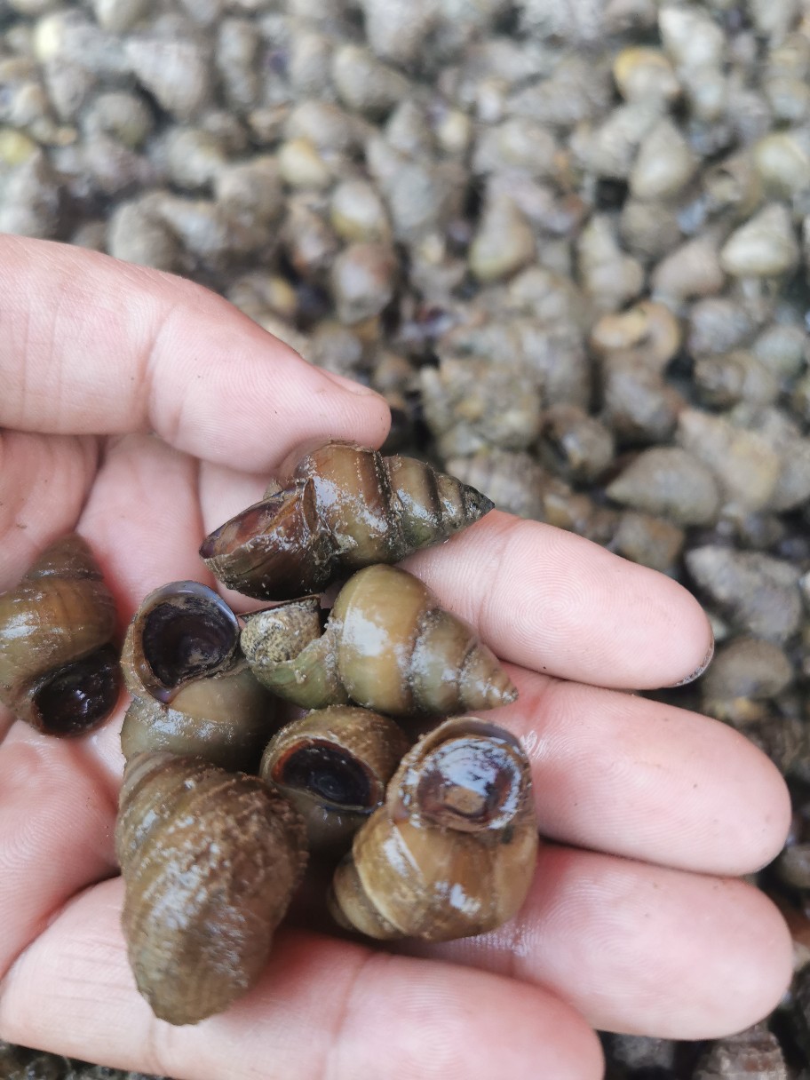 湖北清水湖薄壳鲜活大石螺食用螺蛳批发