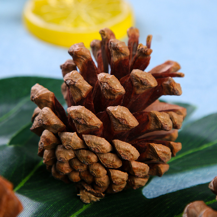 人工挑选北方本地松果油松果3-7cm 田园风装饰观赏干制原色油松果