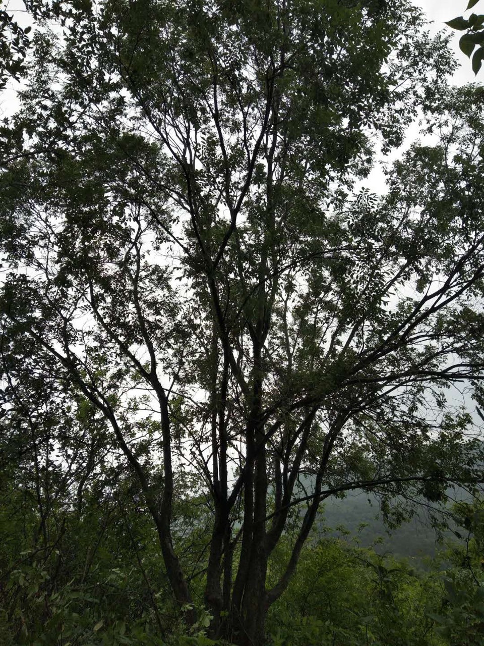 丛生榔榆榔树全冠榆树独杆榔树