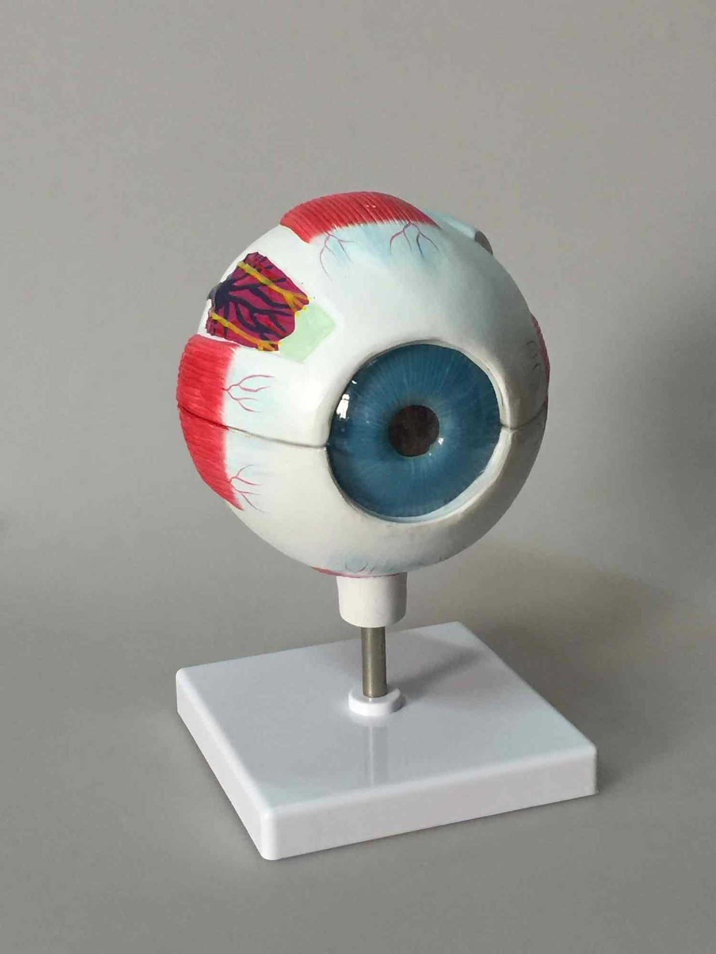 6倍眼球模型 教学模型 人体眼球放大模型 解剖模型 可定制logo