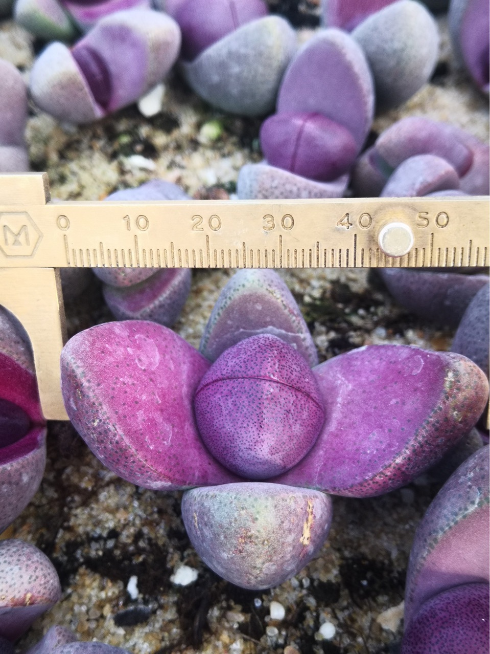 多肉植物生石花