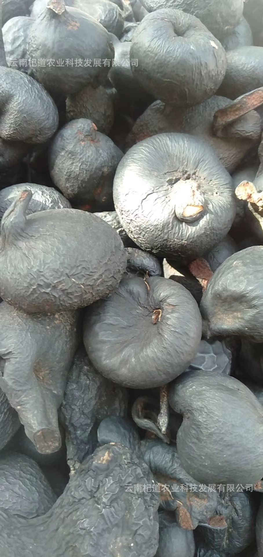 乌灵参批发乾坤参吊金钟 鸡枞胆 10克/件现货秒发