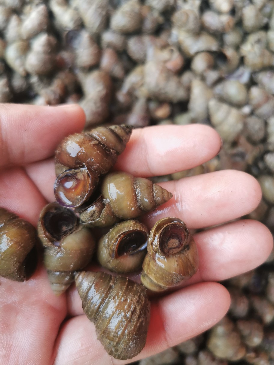 湖北清水湖薄壳鲜活大石螺食用螺蛳批发