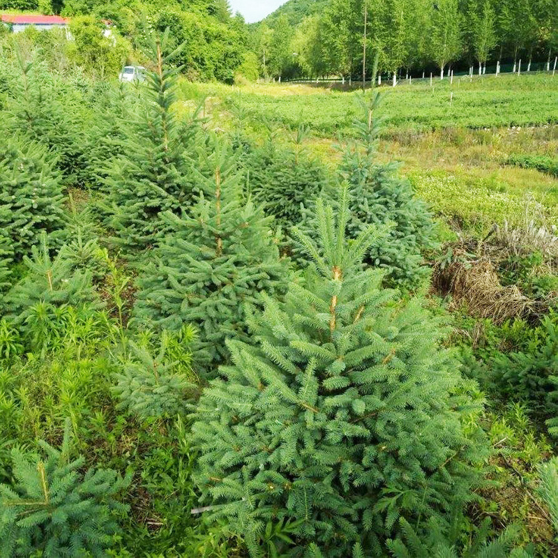 樟子松 树苗 苗木 小乔木 园林绿化 景观绿化 苗圃基地直销 批发
