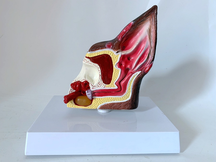 狗耳朵解剖放大 犬耳朵构造 够魔性 狗骨架 仿真狗犬耳解剖演示