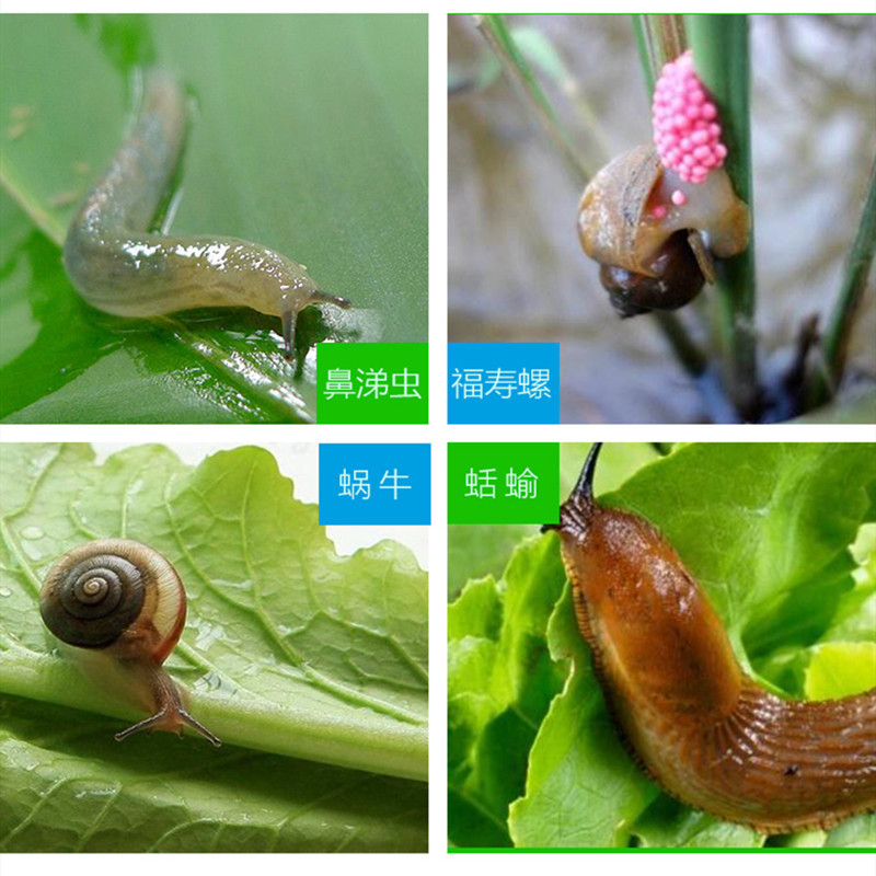 四聚乙醛粉剂杀虫剂蜗牛专用药菜地家用盆栽除鼻涕虫的田螺蛞蝓药