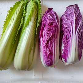 基地直发紫色大白菜龙芽白菜组合无筋无丝清甜可口5斤包邮