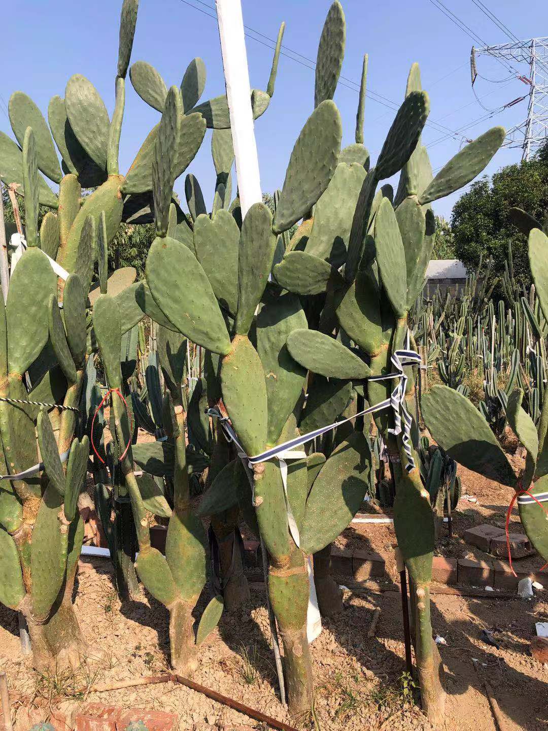 树状米邦塔仙人掌墨西哥仙人掌景观展览设计观赏沙漠仙人掌盆栽
