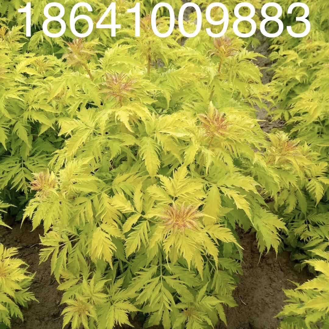 接骨木 接骨木树苗 金叶接骨木 规格齐全 大量供应