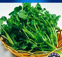 (25克/袋)豆瓣菜种子|西洋菜种籽|东洋草种子|水田芥菜种子批发
