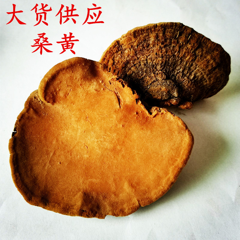 批发 桑黄 桑黄菇 梅树菌 灵芝桑黄散装