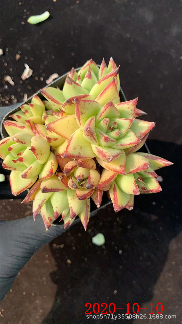 738多肉植物大棚批发露养黄皮乌木单头3-4cm品相实拍裸根多肉品种