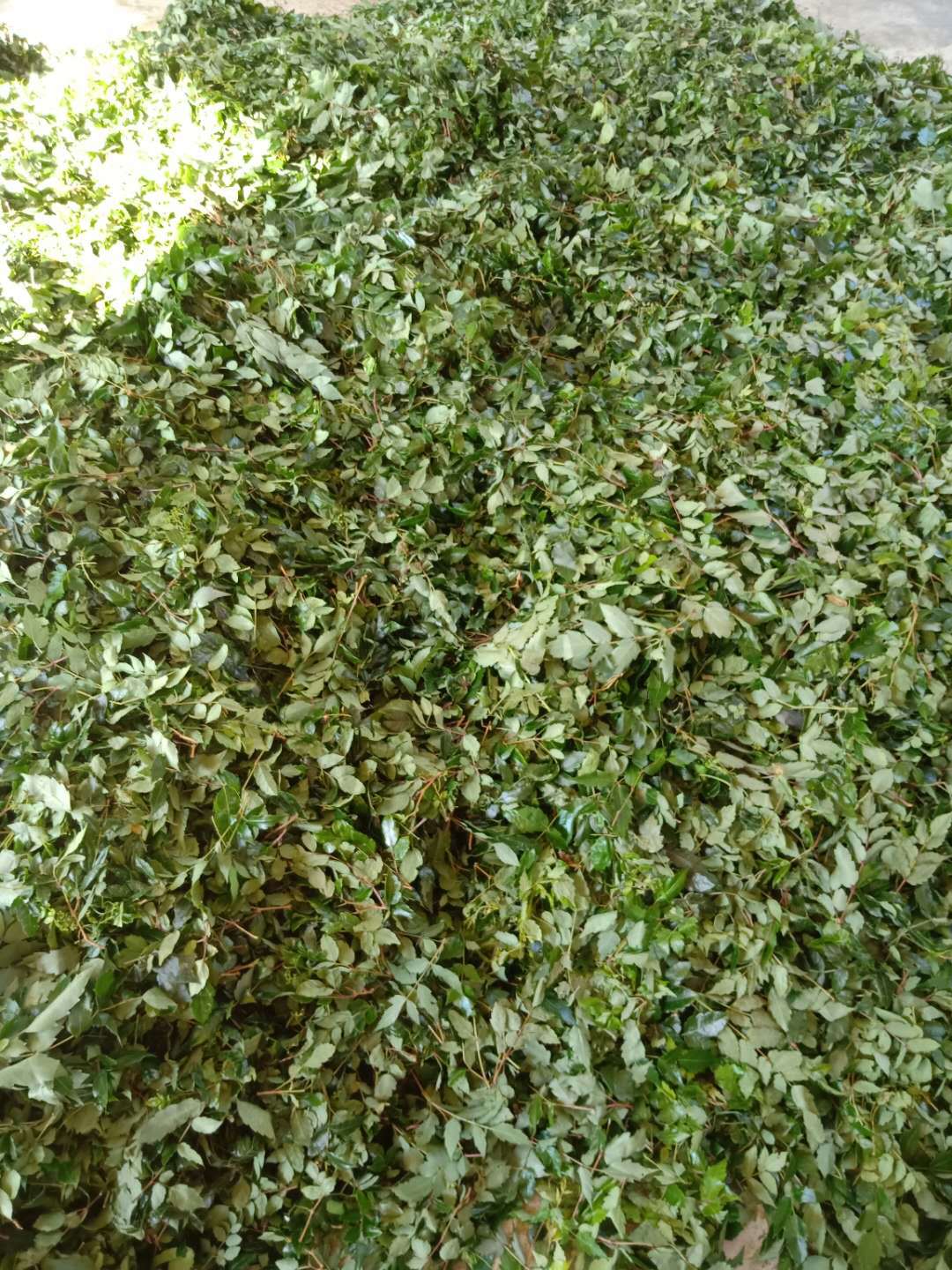 厂家直供嫩芽藤茶 嫩芽莓茶苦甘嫩叶少梗无沫卷叶藤茶现货批发