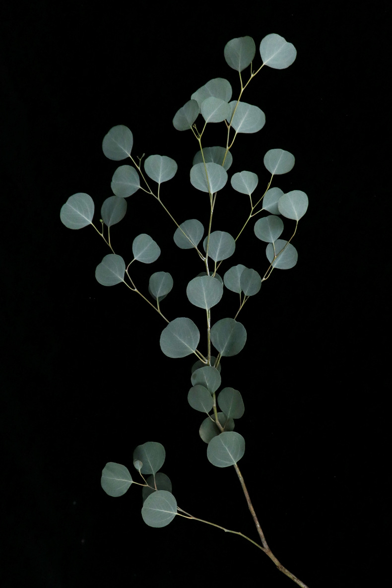 【尤加利】花店 云南昆明斗南鲜切花基地直发批发尤加利叶果