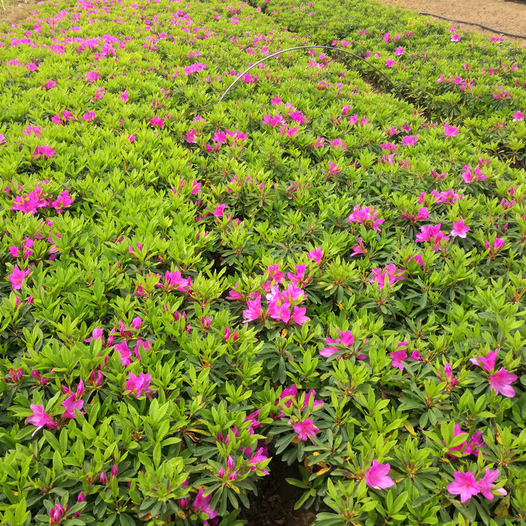 湖南基地直售花坛植物常绿花灌木毛杜鹃花境常用色块苗木杜鹃小苗