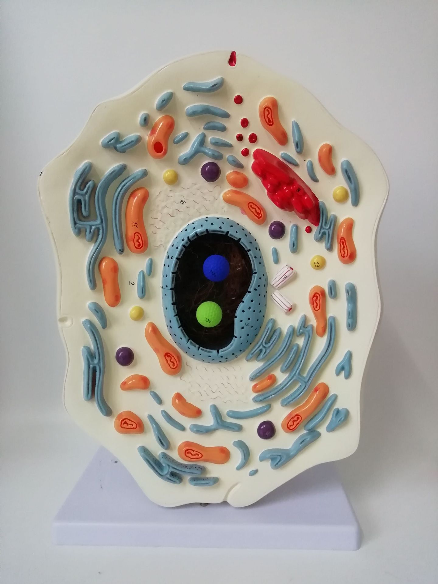 动物细胞动物细胞模型细胞模型厂家直销