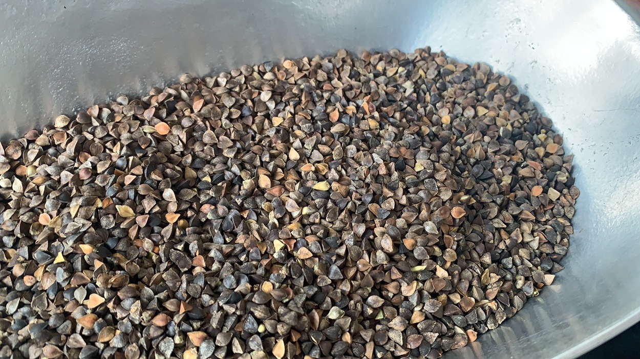 批发农作物种子 荞麦种子 苦荞麦 甜荞麦