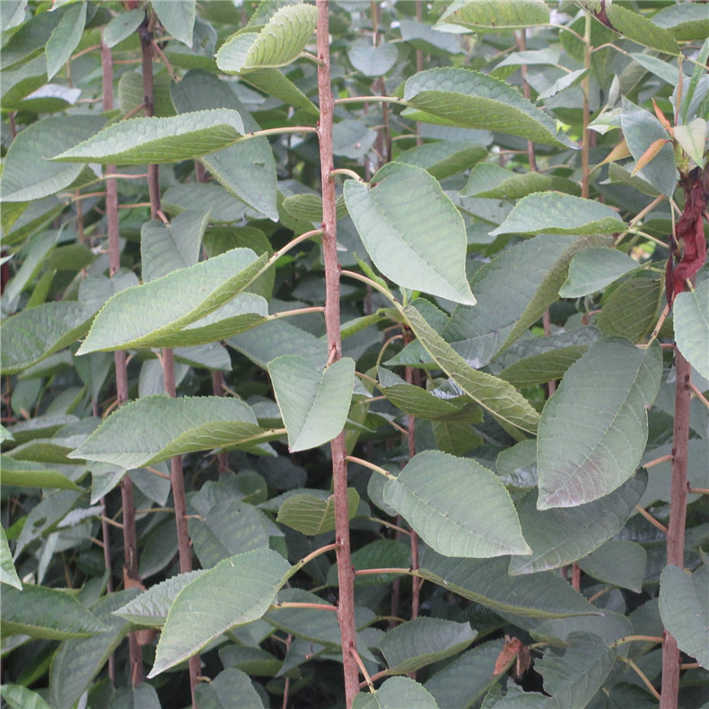 出售1公分美早樱桃苗 吉塞拉 矮化萨米脱 瑞德 沙王大樱桃苗价格