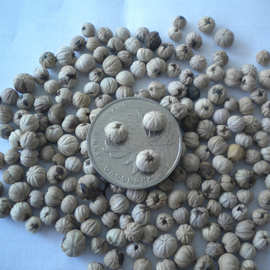 灯台树种子林木种子当年新种冷库保存灯台树种子厂家现货批发供应