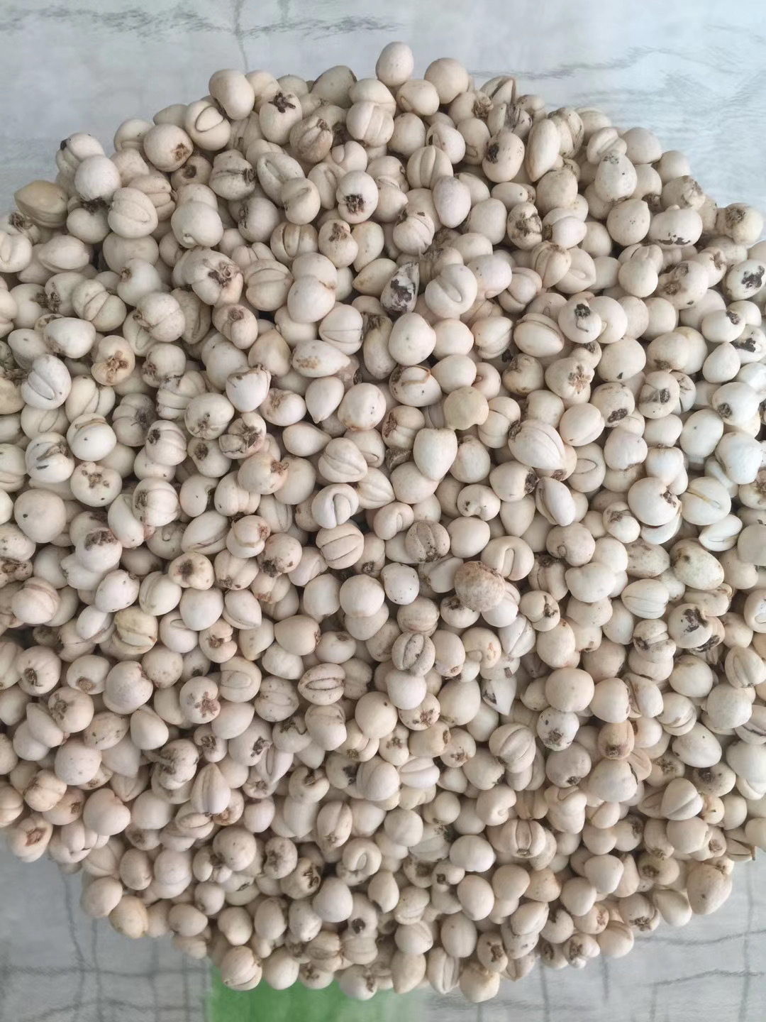 川贝 野生川贝母无硫松贝母批发炉贝母 伊贝母 新疆贝母大量现货