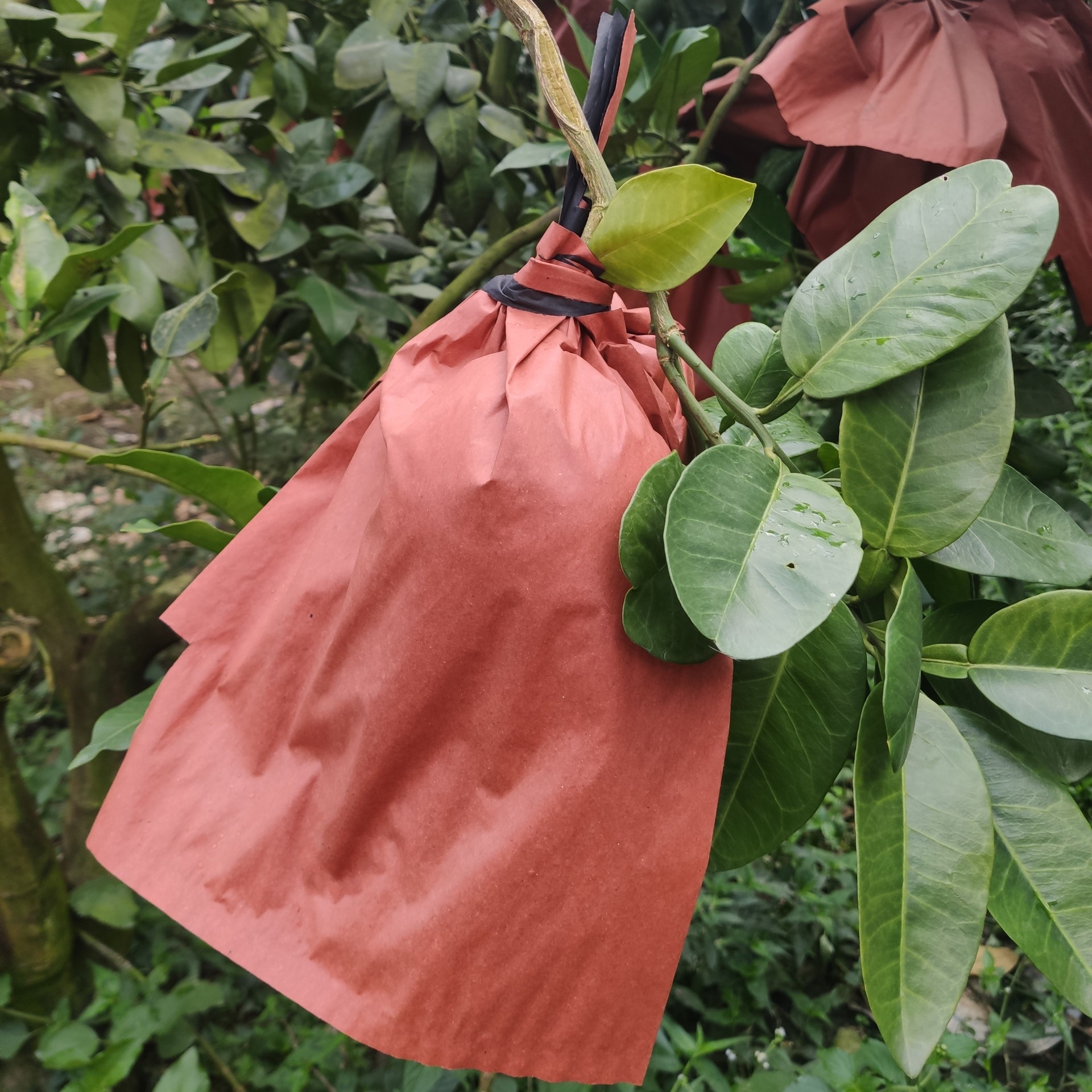 马家沙田柚三红心柚蜜柚红肉三红柚子水果袋防鸟防虫纸袋套袋袋子