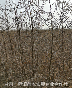 出售红柳籽 籽播红柳树苗 优质毛货红柳种子-阿里巴巴