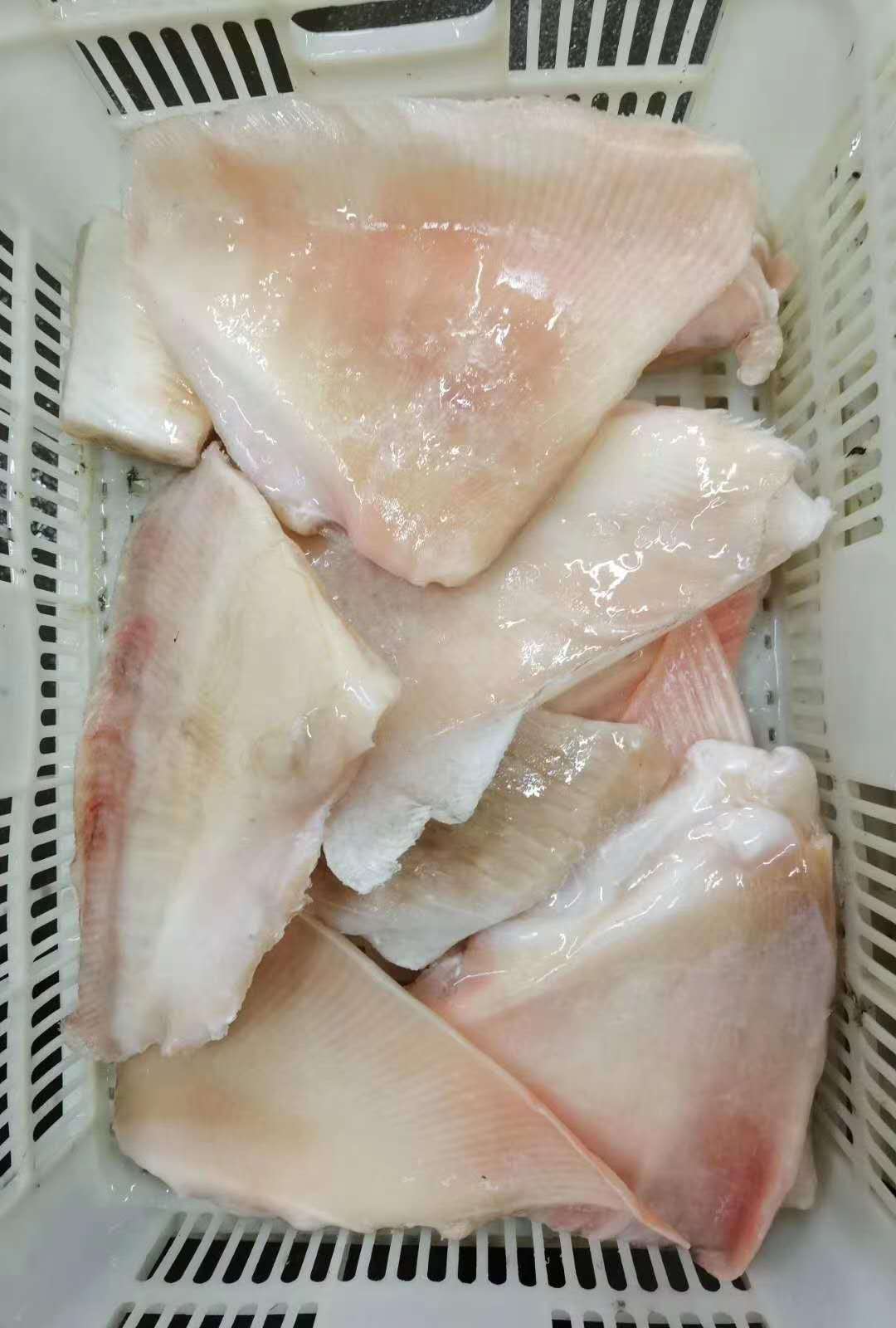 鳐鱼,鳐鱼翅 去皮鳐鱼翅,琵琶鱼 老板鱼 魔鬼鱼 供酒店 供排挡