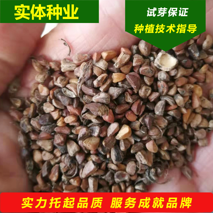 现种 黄刺玫种子 耐寒刺玖花种子 东北黄刺莓灌木籽 靠山苗木种子