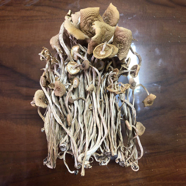 2021年新江西三号开伞茶树菇批发