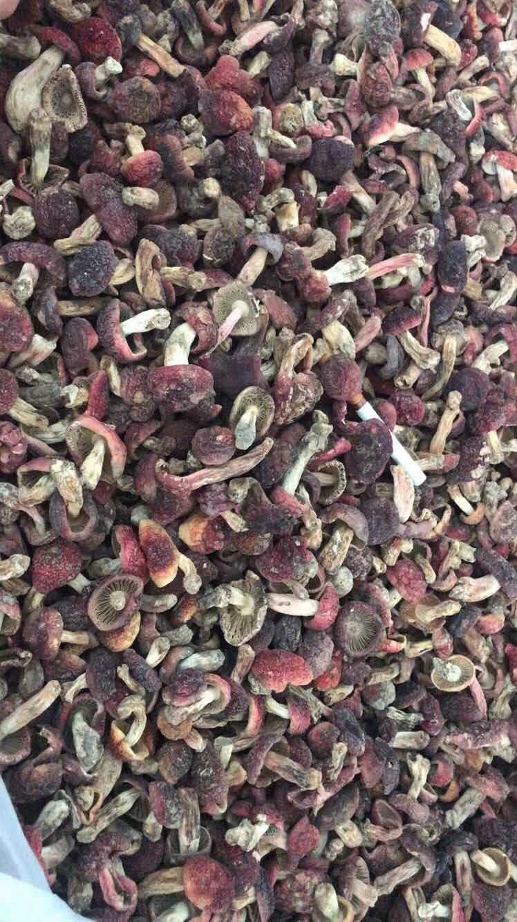 云南楷美农特产红菇菌类干煲汤食材货正红磨菇散装250g可代发