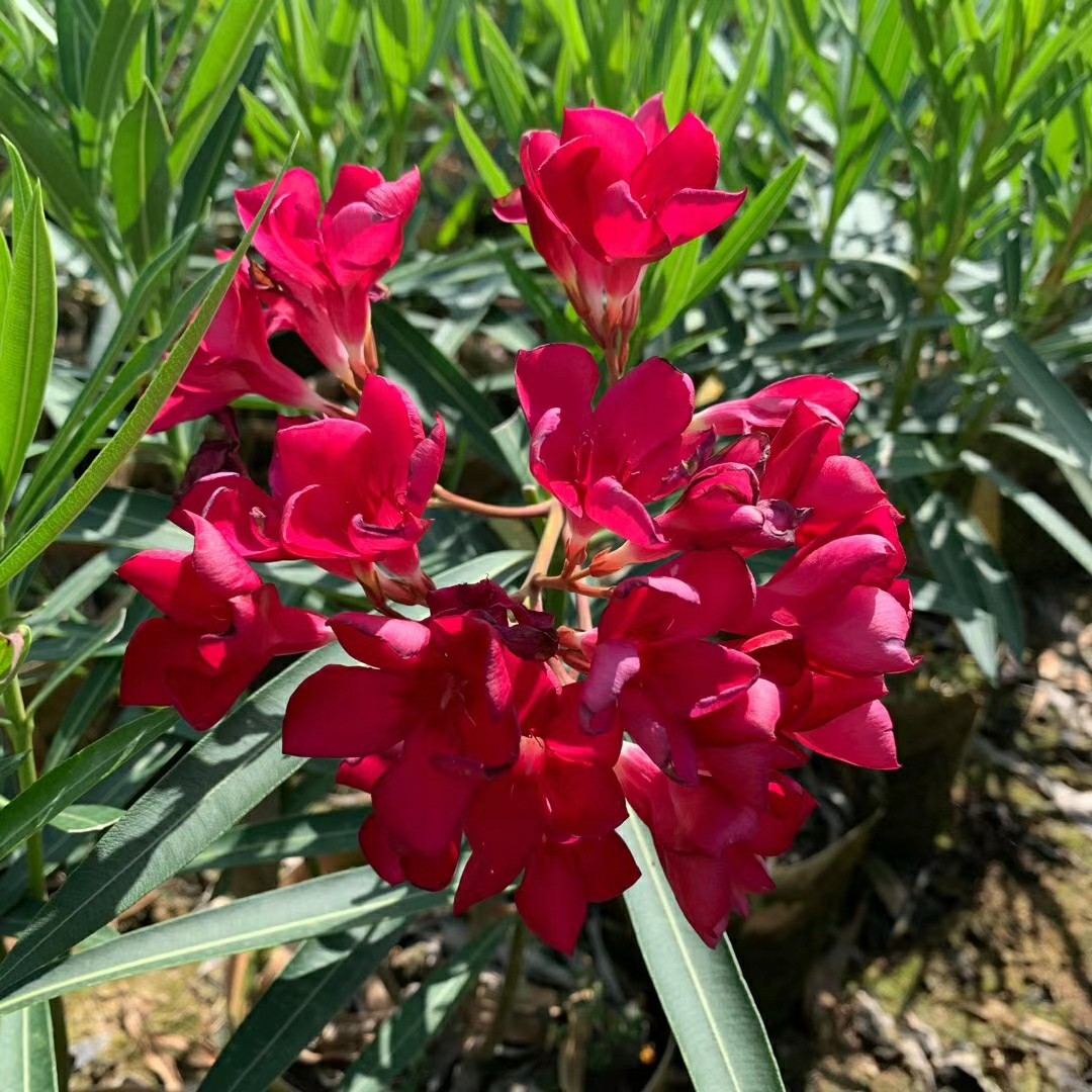 207基地批发 供应 中国红夹竹桃 1-1.5米高袋苗 小苗 大红 纯红色