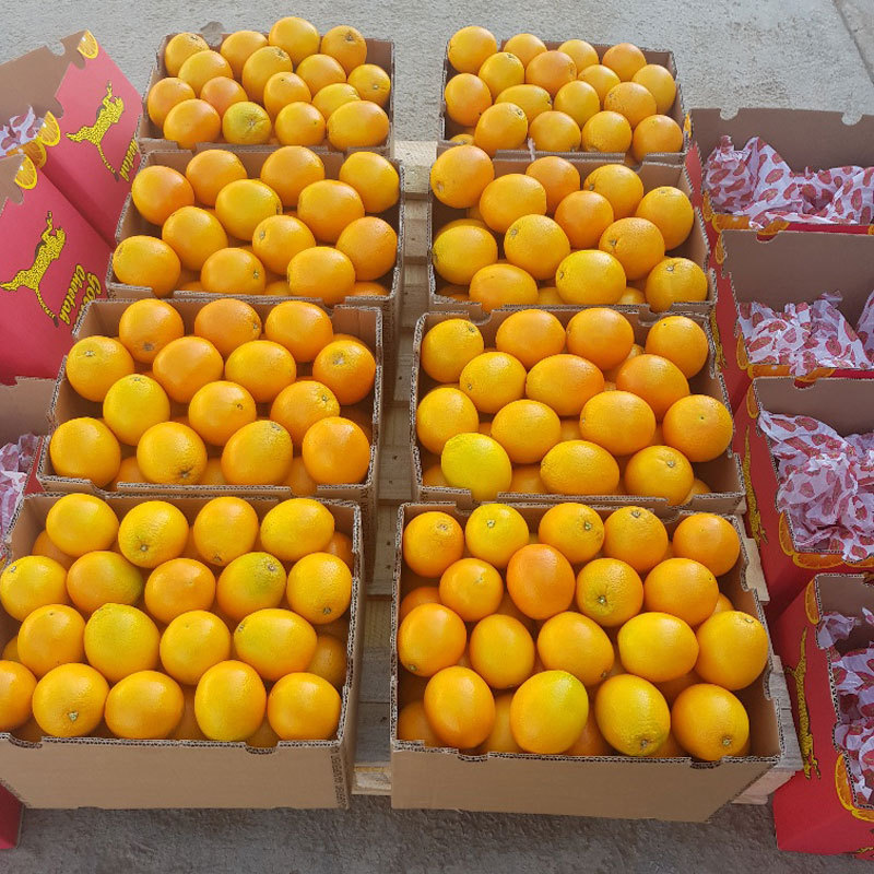 整板起批】南非甜橙新上市脐橙水果批发连锁店供应榨汁鲜橙子