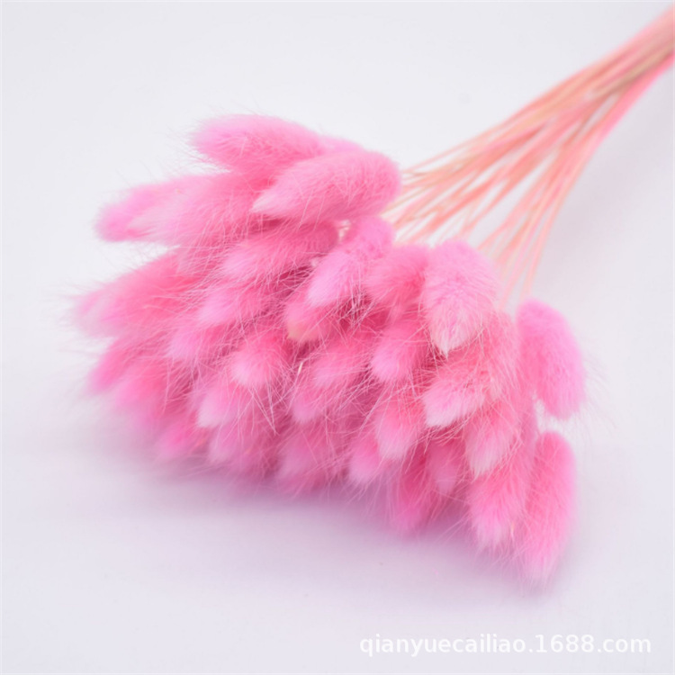 家居装饰兔尾草天然干花花束真花永生花狗尾巴草干花批发拍摄道具