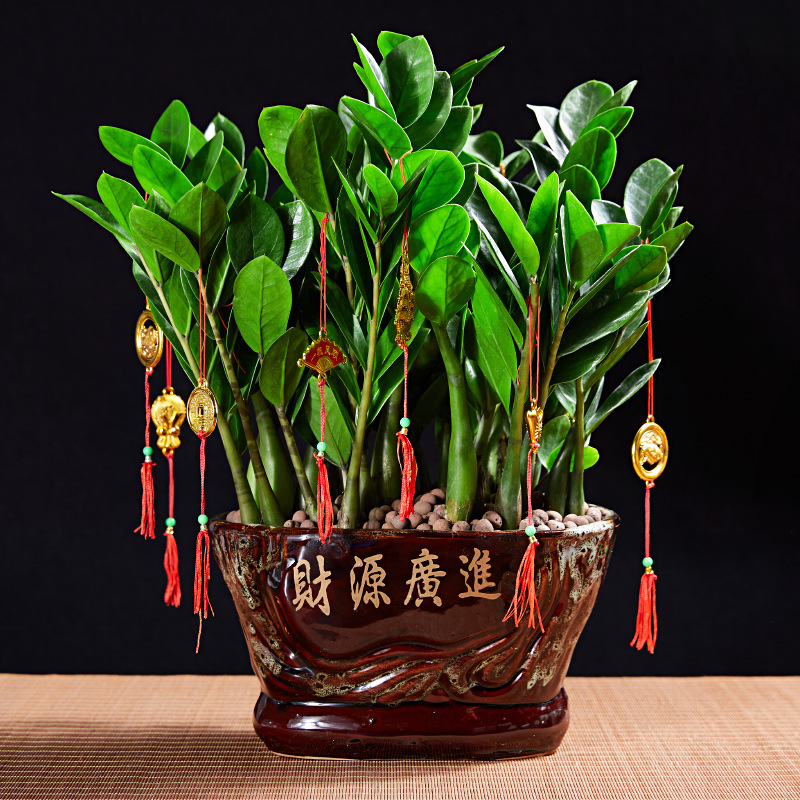 发财树盆栽室内客厅桌面小盆景大发财树苗招财树吸甲醛植物金钱树