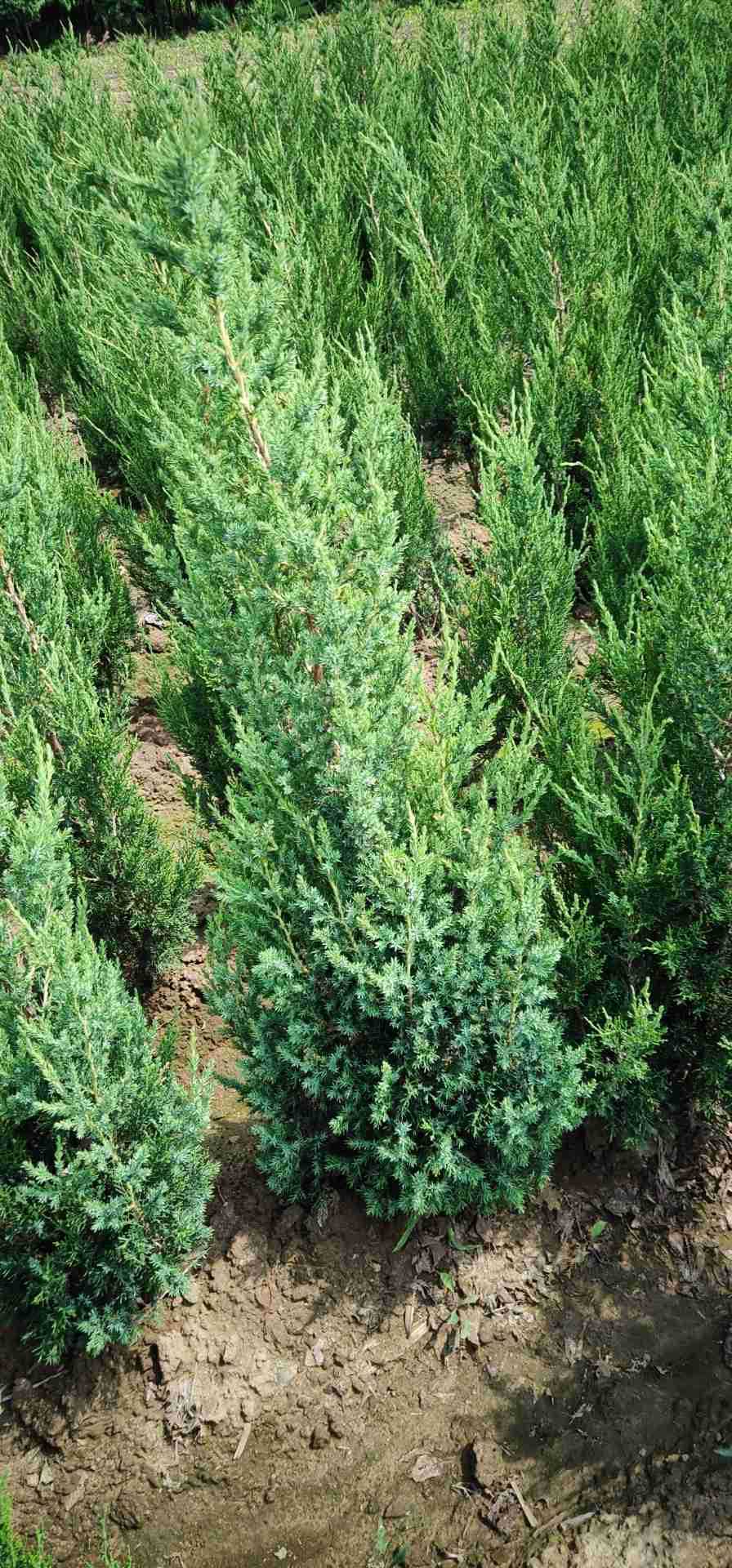 【苗圃批发】桧柏刺柏侩柏球小苗扦插苗绿离长绿树营养杯苗1米