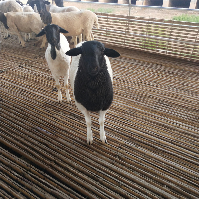 杜泊羊杜泊羊杂交纯种黑头杜泊羊特征