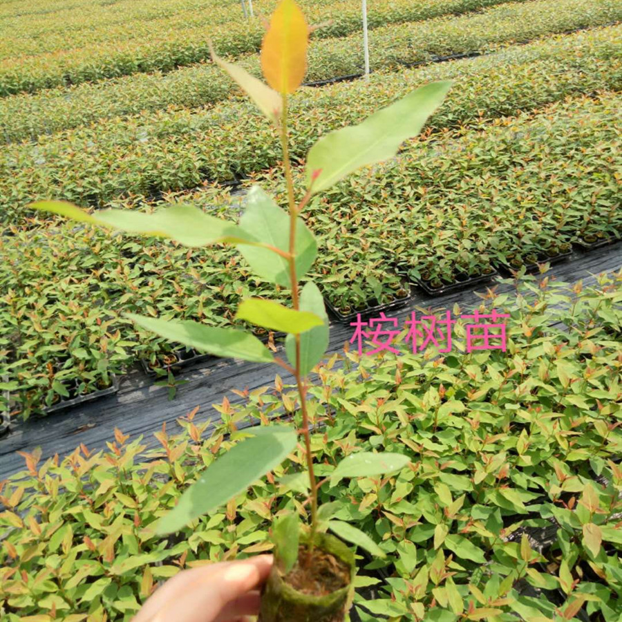 桉树苗快速生长行道树广九广29速生桉26号绿化经济苗生长快收成快