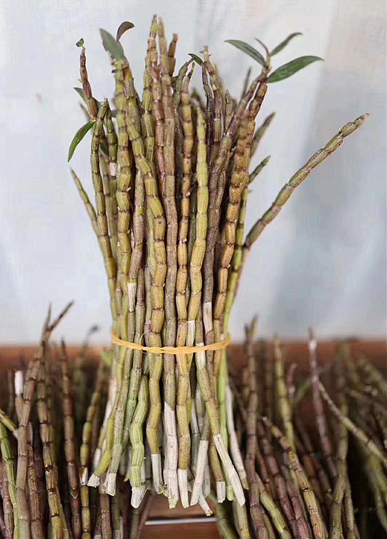 产地货源雁荡山铁皮石斛鲜条 药食同源胶多正宗浙江铁皮石斛鲜
