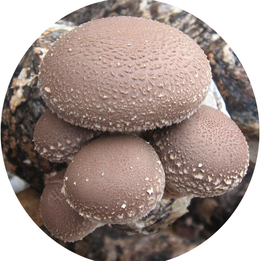 富菌香菇0912品种优质高产菌种原种公司给技术支持